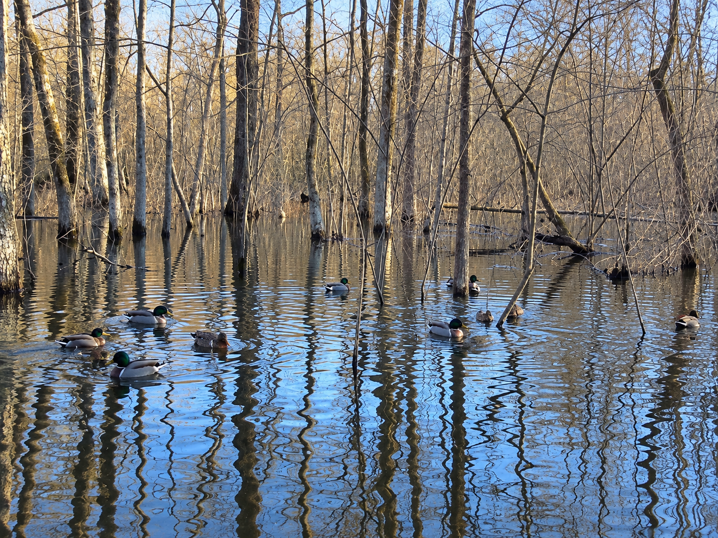 Woodruff County 113 Acres Duck Hunting