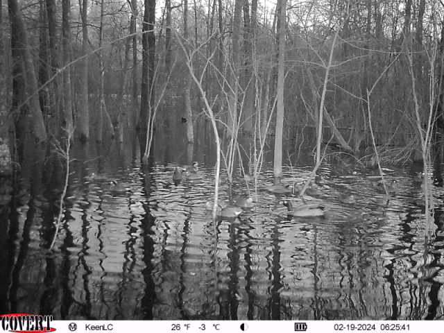 Duck Habitat