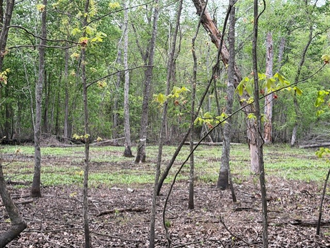 Flooded Timber