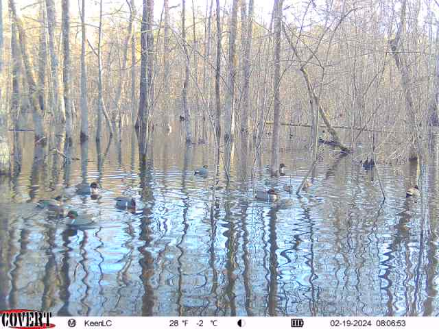 Flooded Timber Ducks
