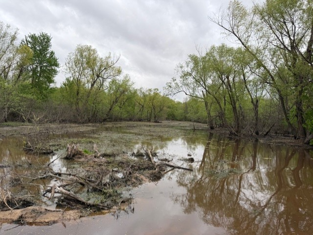 Flooded Wetland