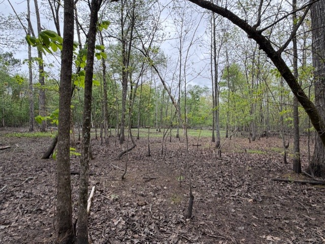 Forest Interior