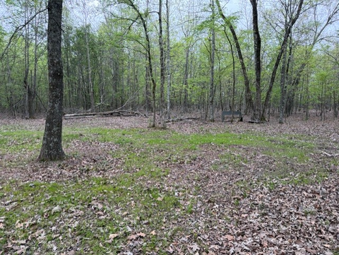 Timber Woodland