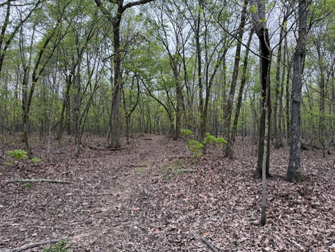 Timber Woodland