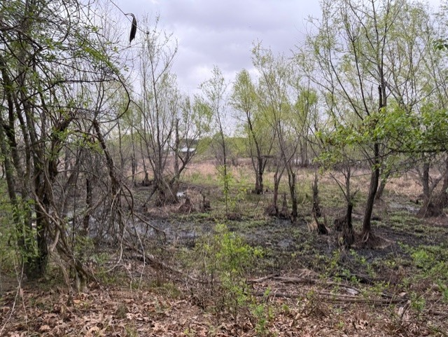 Wetland Marsh