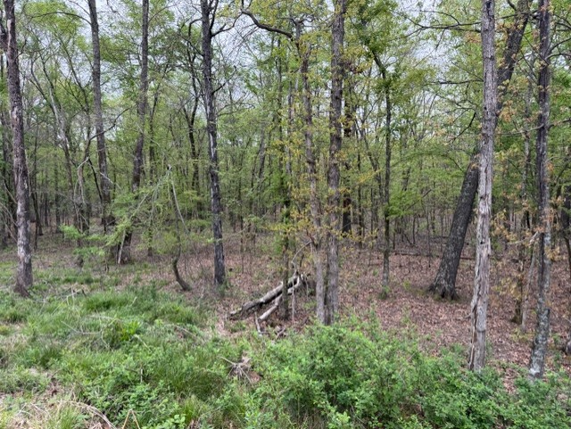 Woodland